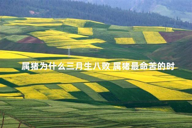 属猪为什么三月生八败 属猪最命苦的时辰